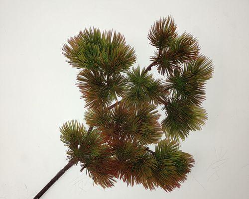 像松针的盆景是什么植物？如何养护？