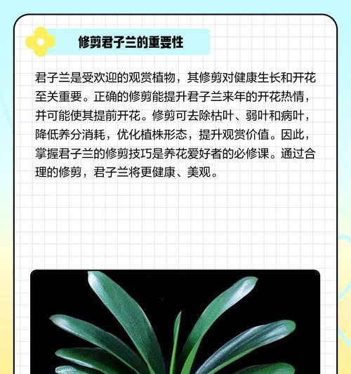 君子兰养护技巧有哪些？如何让红花绽放得更艳丽？