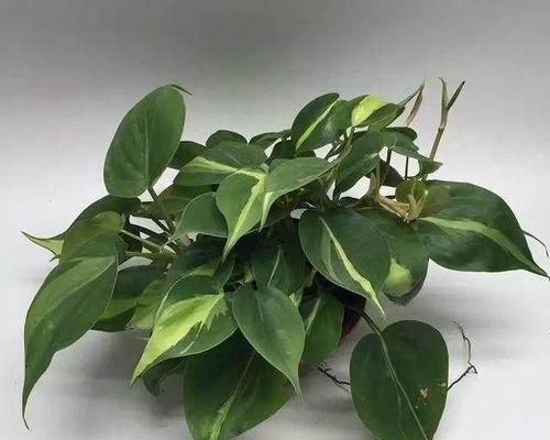 非洲菊各品种的抗病性如何？哪种最强？