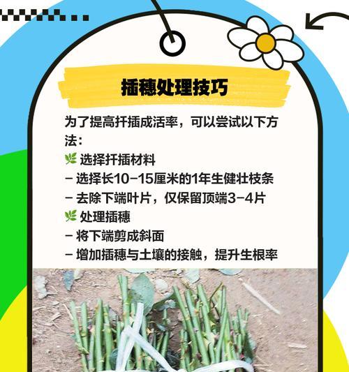 扦插鸭脚木如何操作？15天内如何确保生根？