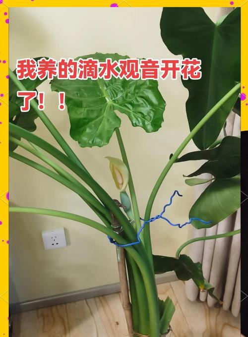 滴水观音养护要点是什么？如何促进开花结果？