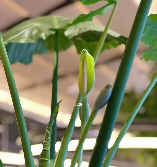 滴水观音养护要点是什么？如何促进开花结果？