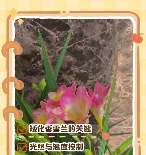 香雪兰什么时候种植？开花时间是多久？