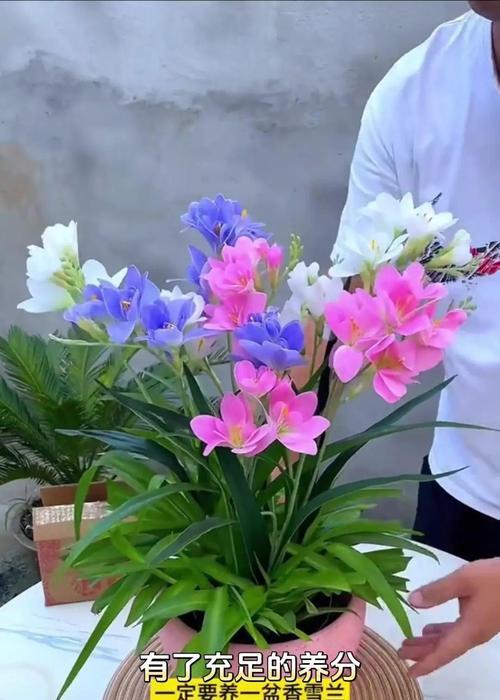 香雪兰什么时候种植？开花时间是多久？
