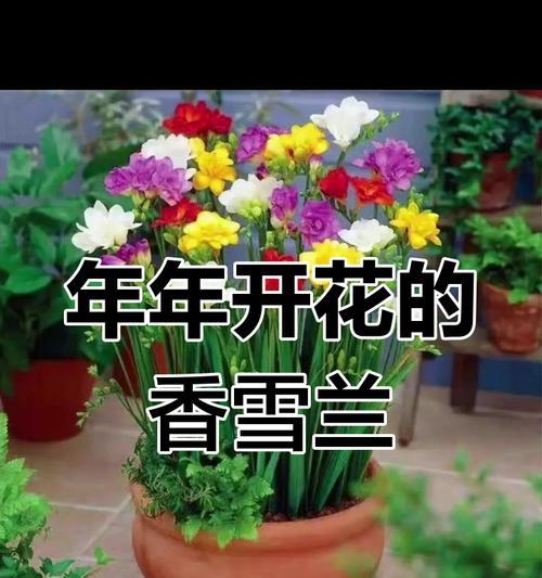 香雪兰什么时候种植？开花时间是多久？