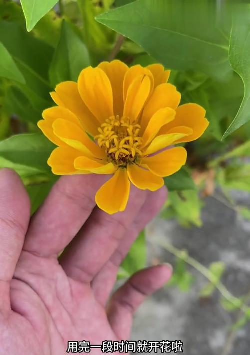 百日草如何种植？花语和种植技巧是什么？