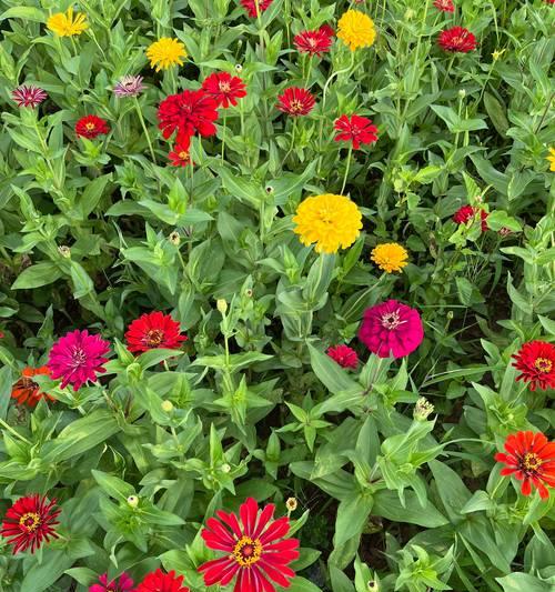 百日草如何种植？花语和种植技巧是什么？