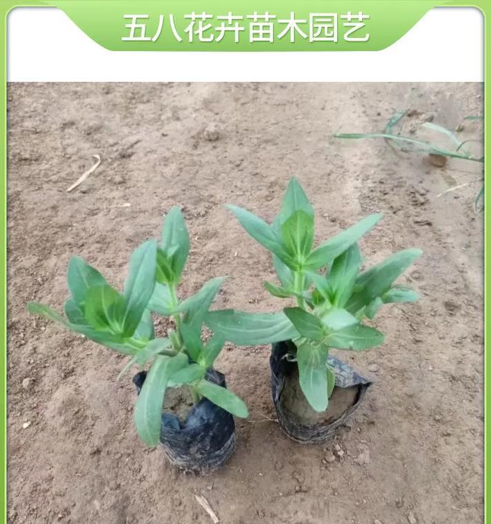 百日草如何种植？花语和种植技巧是什么？
