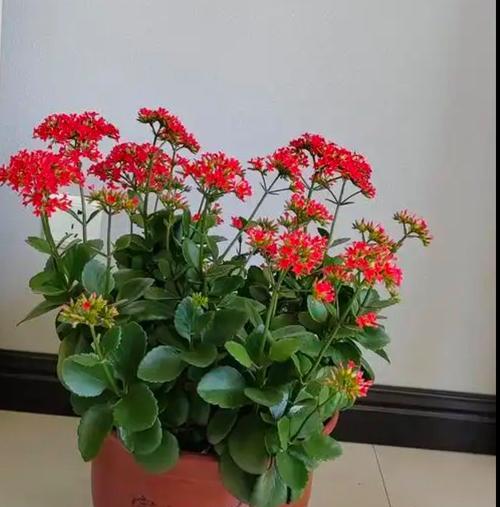 室内最适合养什么花？养花有哪些好处？