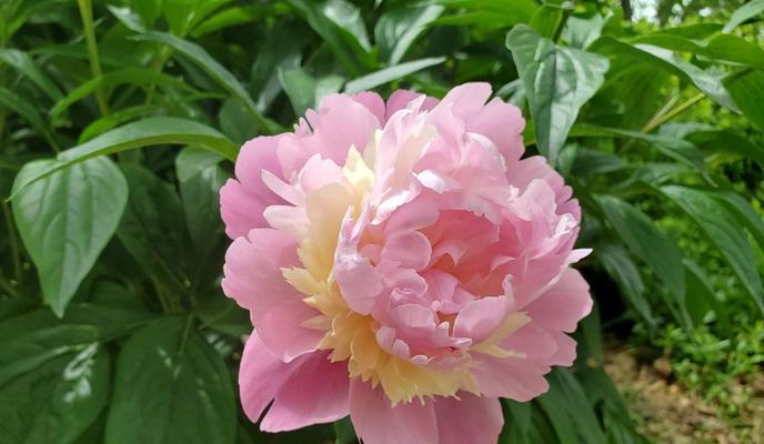 室内最适合养什么花？养花有哪些好处？