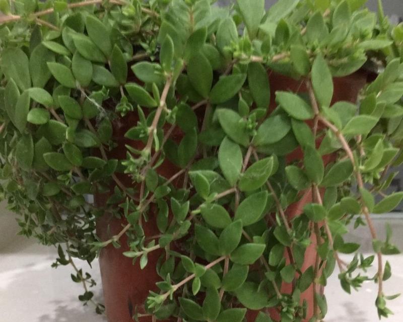 盆栽植物垂盆草怎么养？垂盆草的养护技巧有哪些？