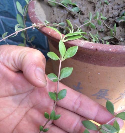盆栽植物垂盆草怎么养？垂盆草的养护技巧有哪些？