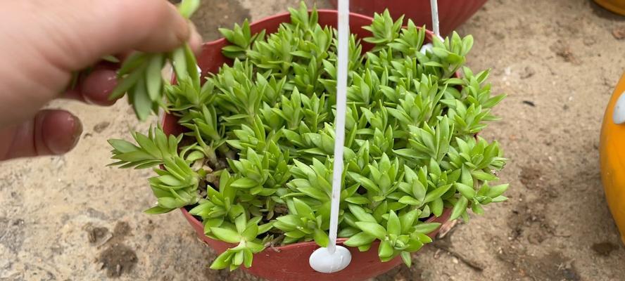 盆栽植物垂盆草怎么养？垂盆草的养护技巧有哪些？