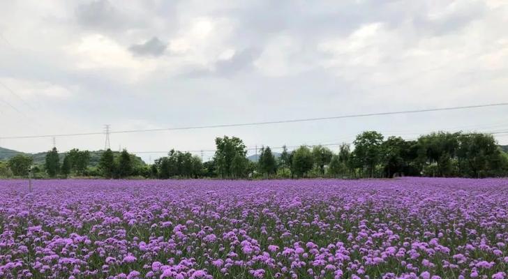 如何在家中培育薰衣草？种植到养护的全过程是什么？