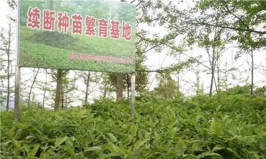 如何在家中培育薰衣草？种植到养护的全过程是什么？