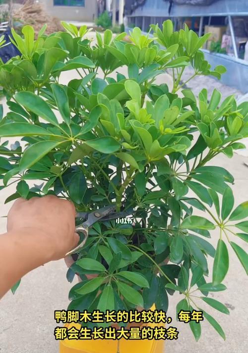 鸭脚木如何修剪造型？修剪造型的步骤是什么？