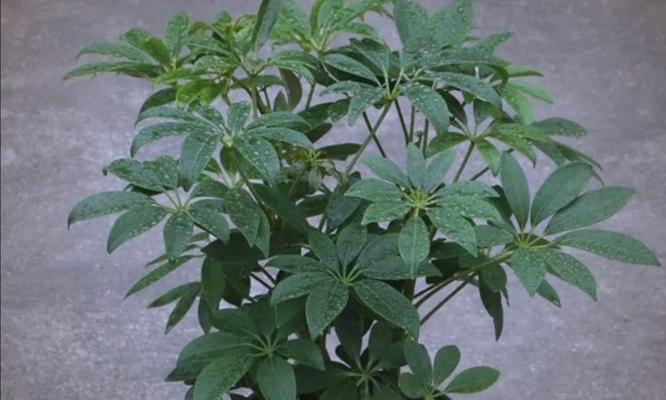 鸭脚木如何修剪造型？修剪造型的步骤是什么？
