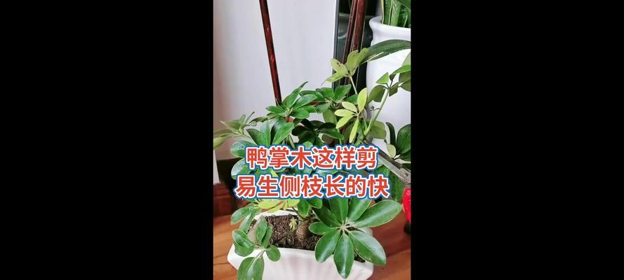 鸭脚木如何修剪造型？修剪造型的步骤是什么？