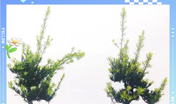 罗汉松如何养护和繁殖？养护与繁殖的详细步骤是什么？