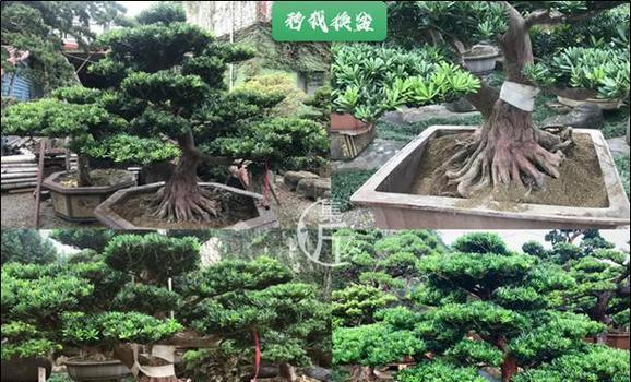 罗汉松如何养护和繁殖？养护与繁殖的详细步骤是什么？