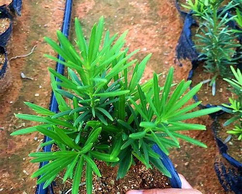 雀舌罗汉松是最差的品种吗？罗汉松界的‘微型精灵’是什么？