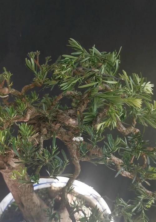 雀舌罗汉松是最差的品种吗？罗汉松界的‘微型精灵’是什么？
