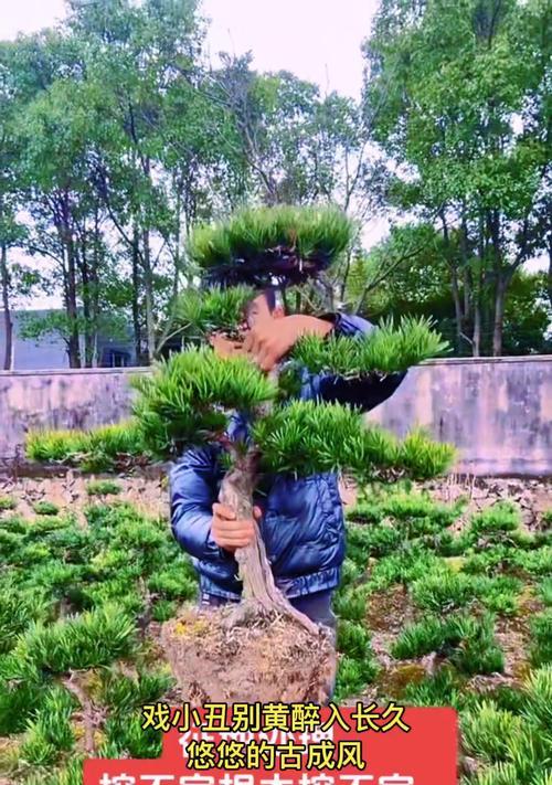 雀舌罗汉松是最差的品种吗？罗汉松界的‘微型精灵’是什么？