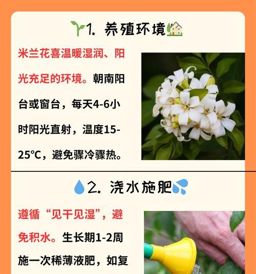 米兰花四季如何养护？花卉护理的秘诀是什么？