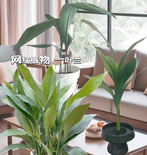 一叶兰开花有什么预兆？一叶兰的养护技巧有哪些？