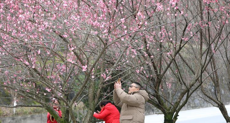 红梅什么时候开花？红梅什么时候种植？
