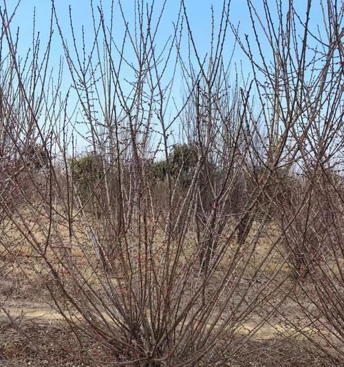 红梅什么时候开花？红梅什么时候种植？