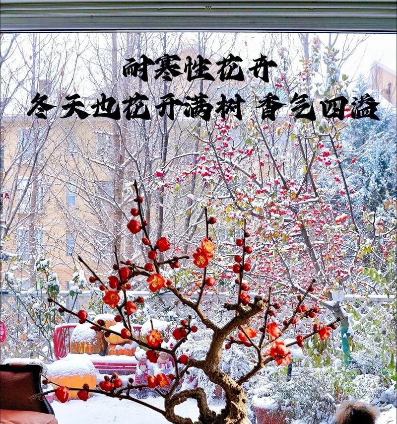 红梅什么时候开花？红梅什么时候种植？
