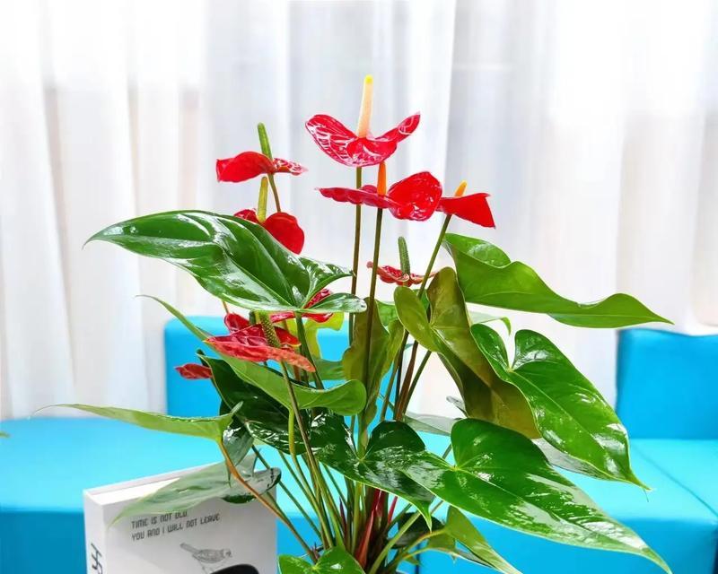 广州红掌盆栽怎么养？红掌盆栽的养护技巧有哪些？
