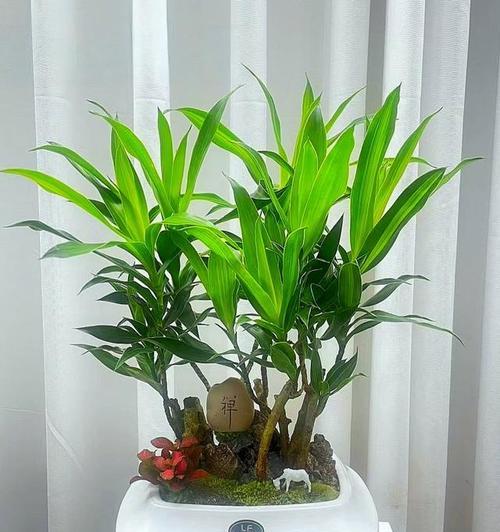植物分类有哪些？植物分类的全览是什么？