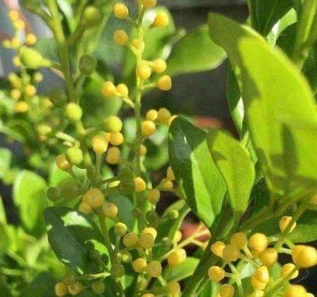 “喜晒花”有哪些？如何让花越晒越开？