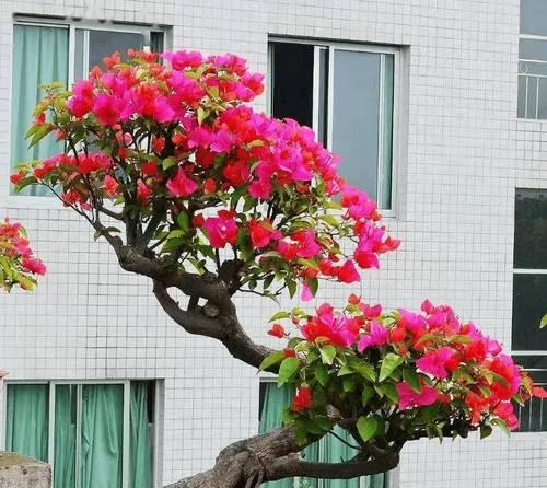 “喜晒花”有哪些？如何让花越晒越开？