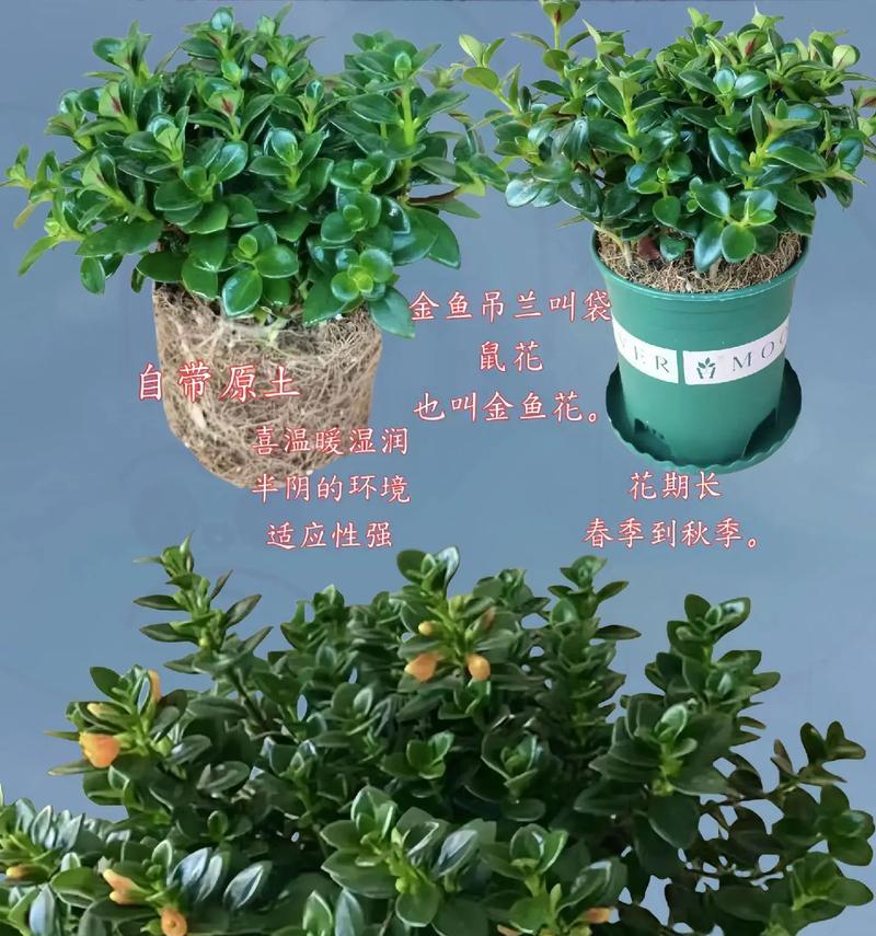 金鱼吊兰如何养护？从缓苗到施肥的解析是什么？