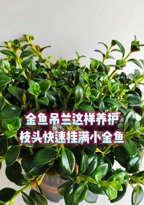 金鱼吊兰如何养护？从缓苗到施肥的解析是什么？
