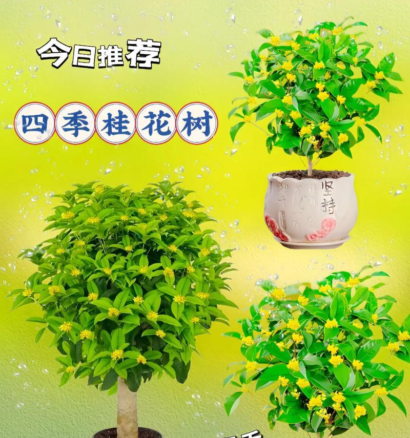 家里养什么树最显贵？养树的秘诀是什么？