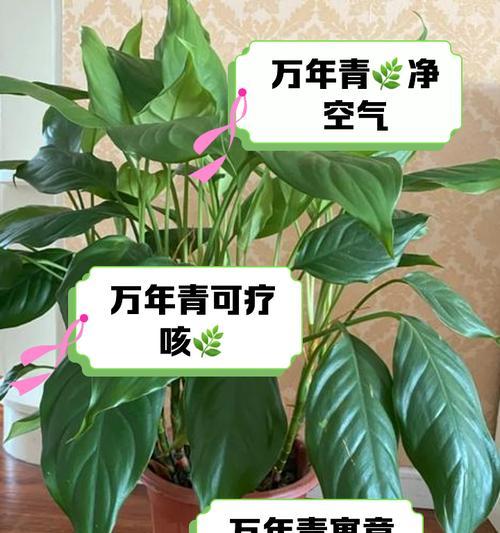 万年青适合在室内养吗？室内养护万年青有哪些好处？