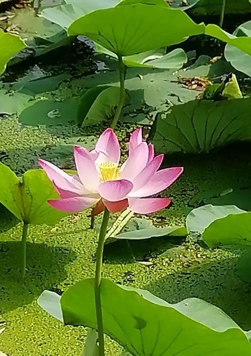 重蚁木5月开花季繁花似锦？如何欣赏其壮观之美？