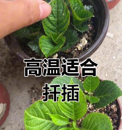 万能扦插法成活率高吗？如何提高扦插成功率？