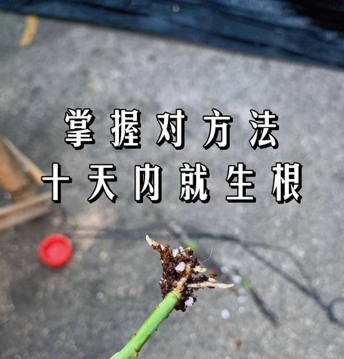 万能扦插法成活率高吗？如何提高扦插成功率？