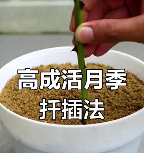 万能扦插法成活率高吗？如何提高扦插成功率？