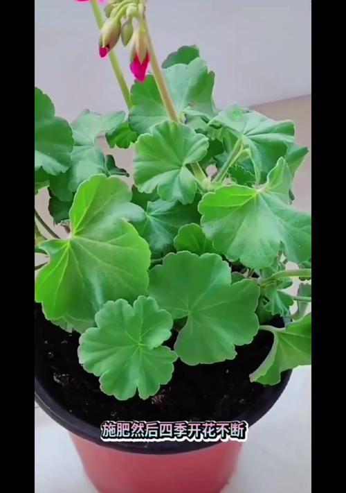 天竺葵花谢后施肥与养护技巧详解？怎样正确施肥？