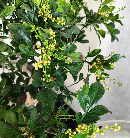 米兰花卉如何养护？米兰花卉的养护技巧有哪些？