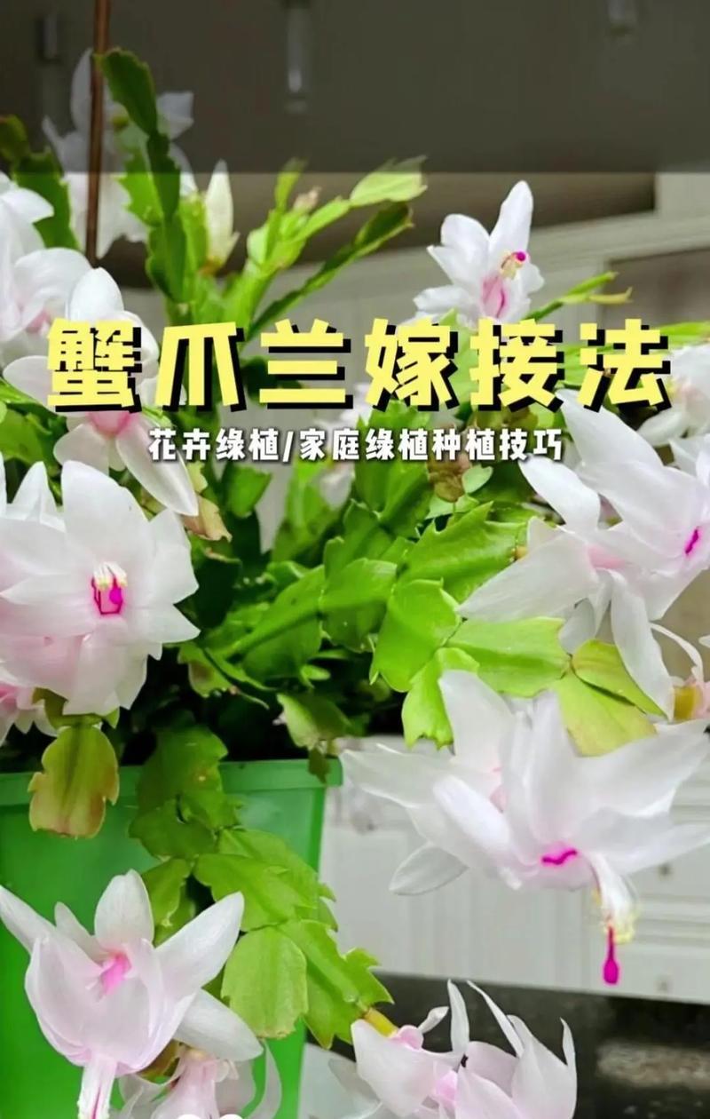 嫁接蟹爪兰太漂亮，挑选“砧木”有讲究吗？哪四种适合你？
