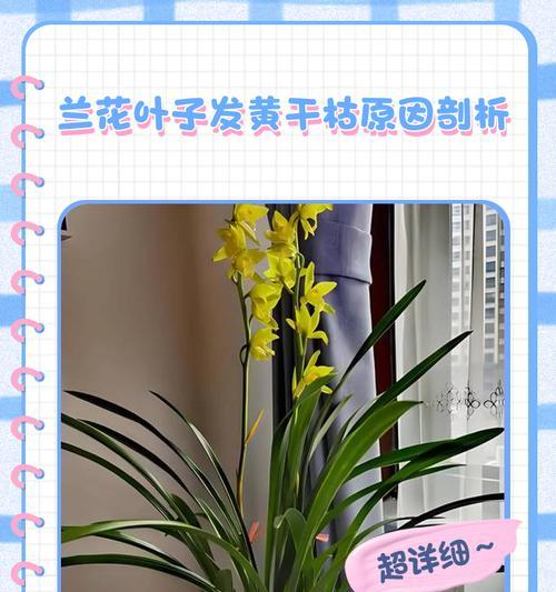 兰花叶子发黄原因及解决方法？如何让兰花恢复生机？