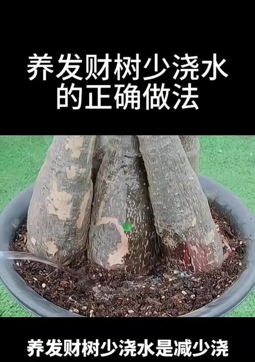 发财树养护全攻略？如何让发财树茁壮成长？