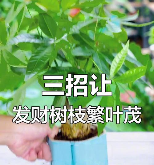 发财树养护全攻略？如何让发财树茁壮成长？